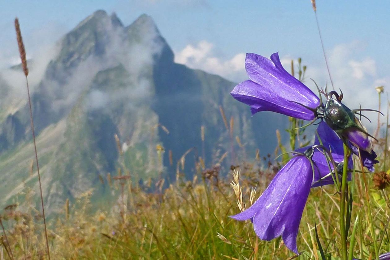 Almwiesen im Allgäu